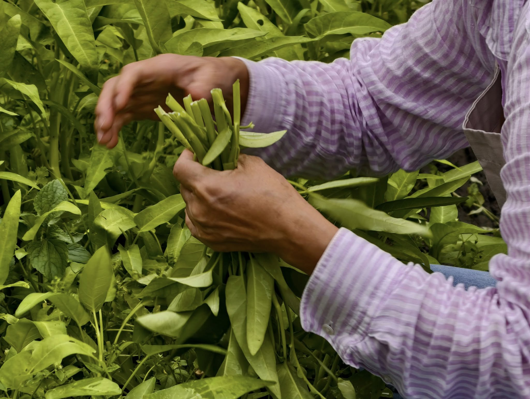 Hand-harvesting greens, Zhentoushan